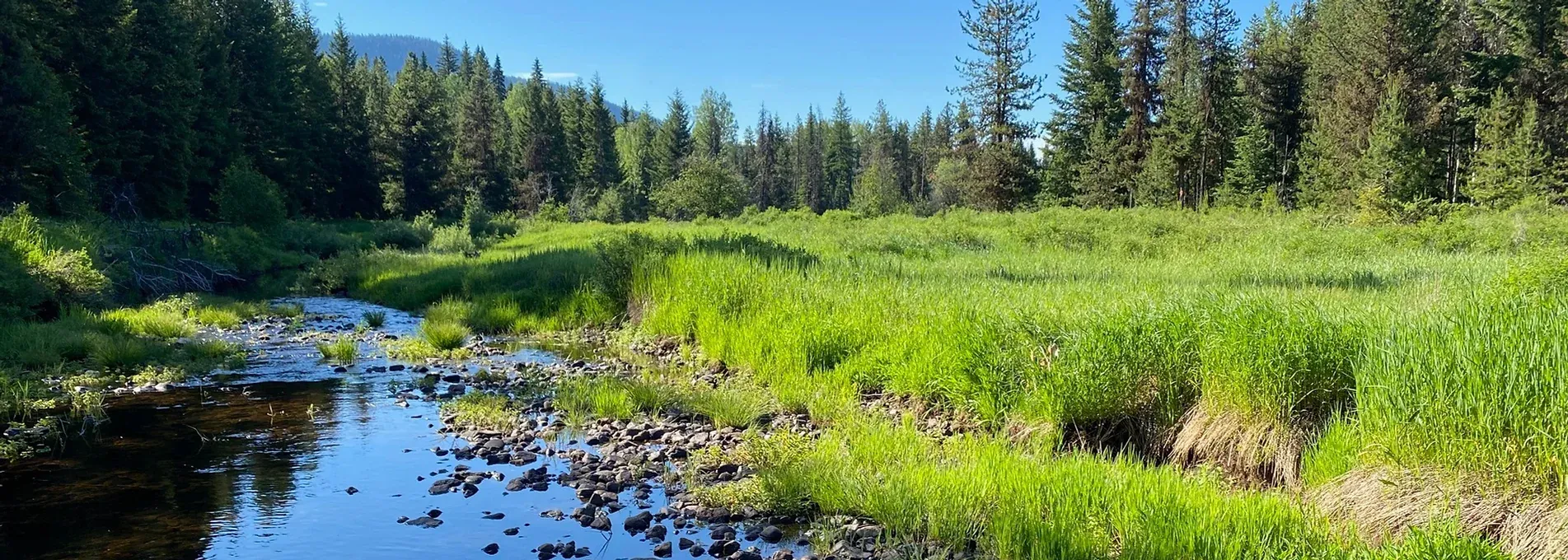 meadow next to a river