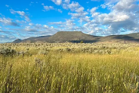 meadow with long uncut wild grass